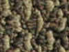 berber carpet sample