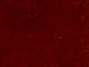 commercial carpet sample