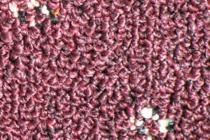 commercial carpet sample
