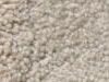 Plush Velvet Stainmaster Carpet